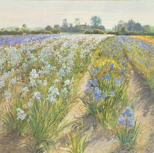青と白のアイリス、ウォーサム 作： Timothy Easton